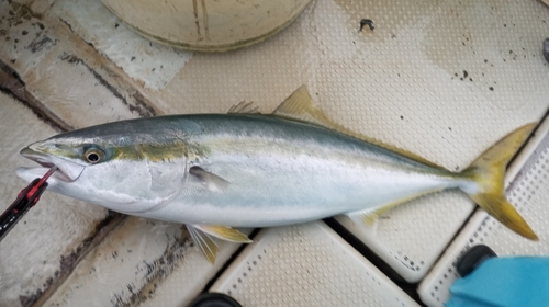 ハマチの釣果