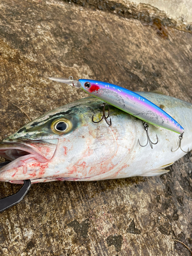 ムツの釣果