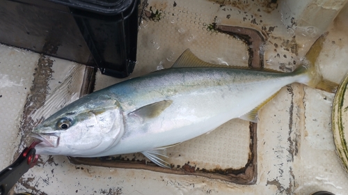 メジロの釣果