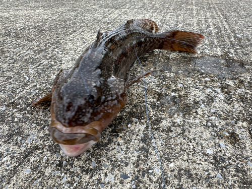 アイナメの釣果