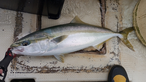 メジロの釣果