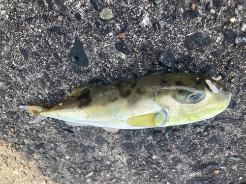 シロサバフグの釣果