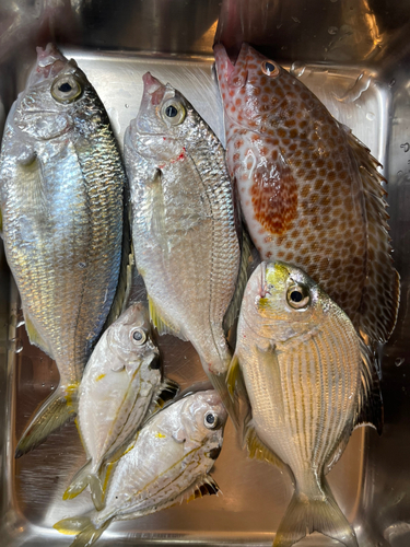 オオモンハタの釣果