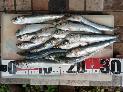 イワシの釣果