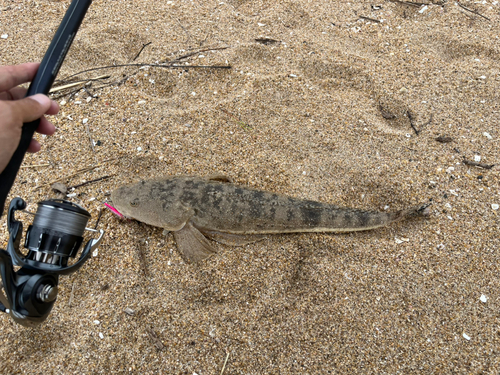 マゴチの釣果