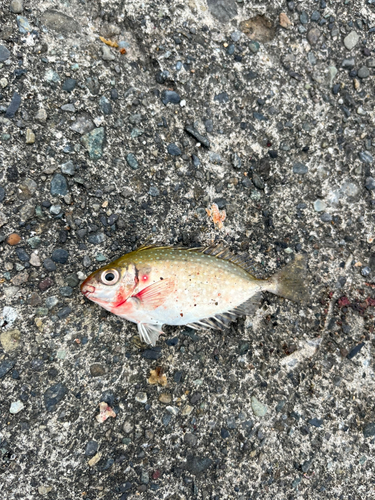 アイゴの釣果