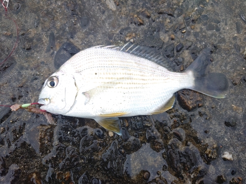 ヘダイの釣果