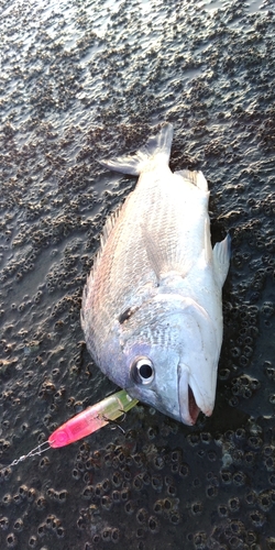 キビレの釣果