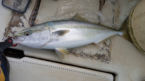 メジロの釣果