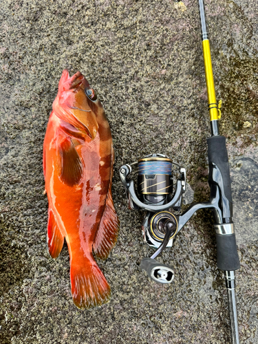 アカハタの釣果