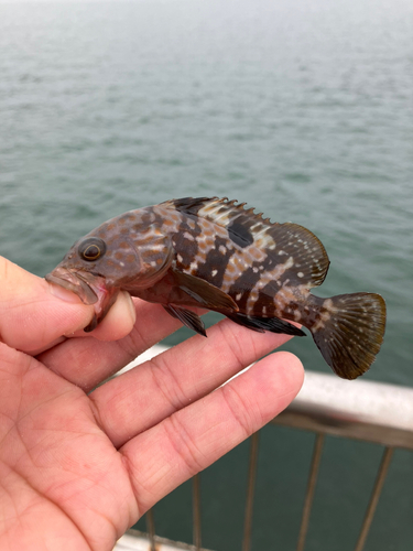 キジハタの釣果