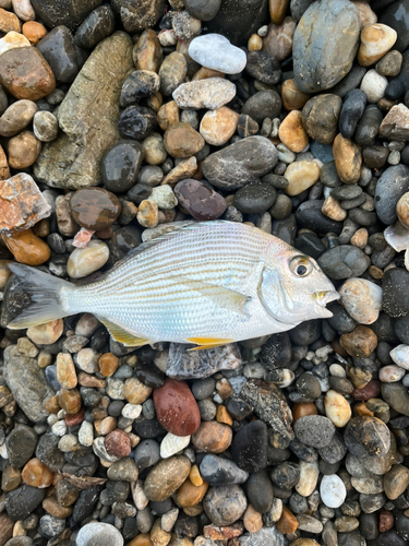 ヘダイの釣果