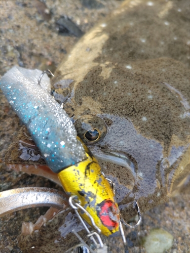 ヒラメの釣果