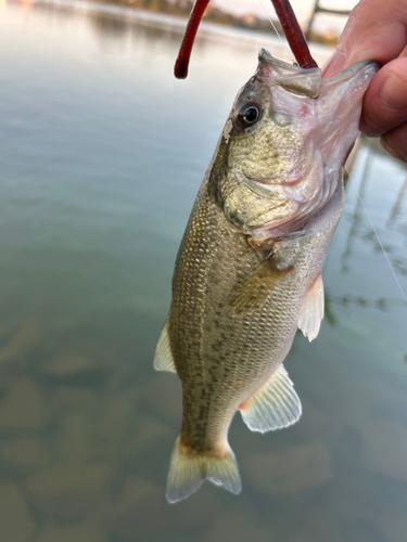 ラージマウスバスの釣果