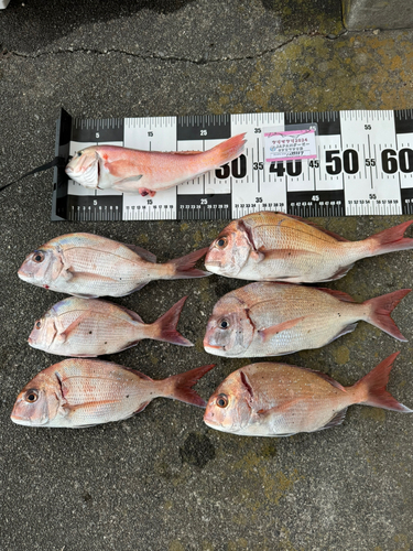 シロアマダイの釣果