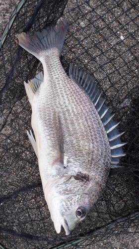 キビレの釣果