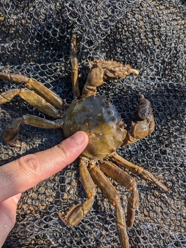 モクズガニの釣果