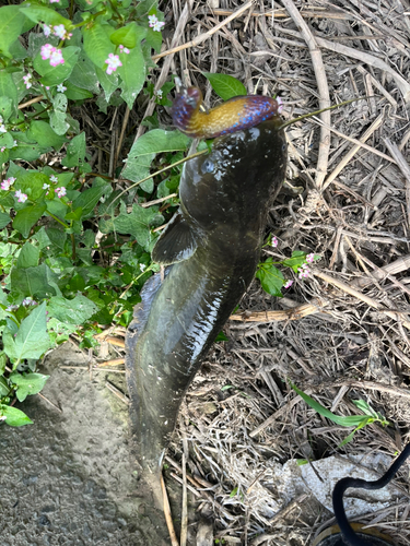 ナマズの釣果