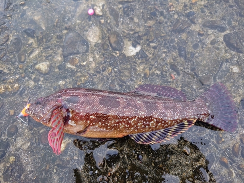 クジメの釣果