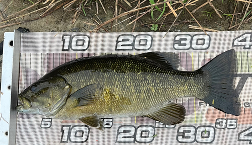 スモールマウスバスの釣果