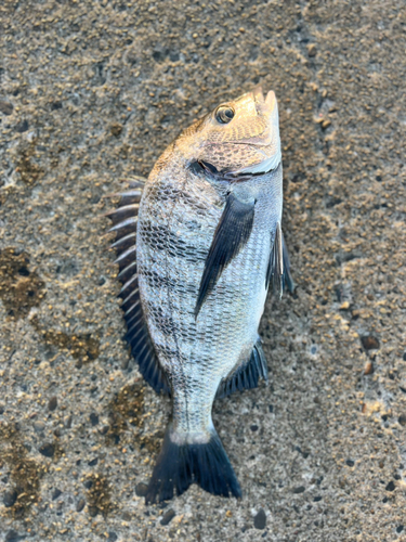 チヌの釣果