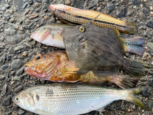 ギザミの釣果