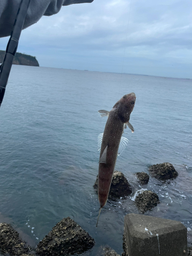 エソの釣果