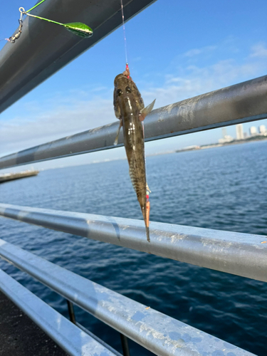 ハゼの釣果