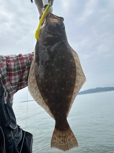 ヒラメの釣果