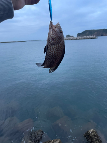 オオモンハタの釣果