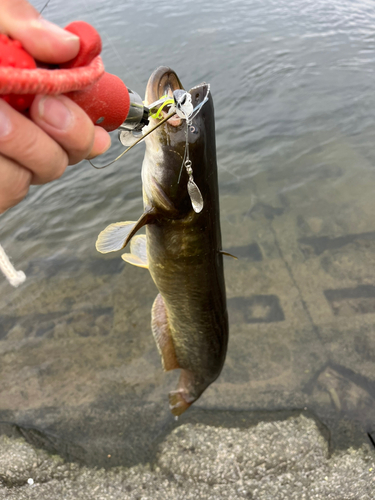 ナマズの釣果