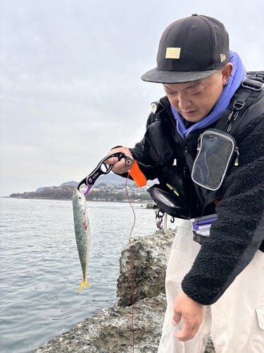 サバの釣果