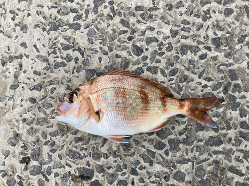 タイの釣果