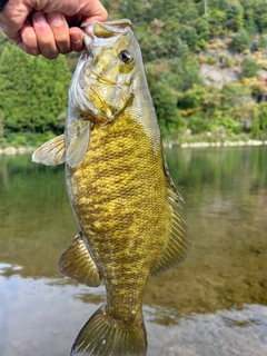 スモールマウスバスの釣果