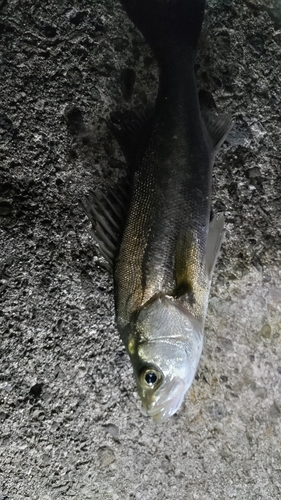 セイゴ（マルスズキ）の釣果