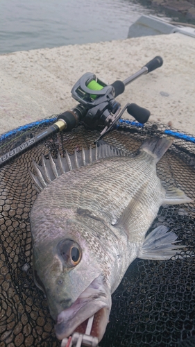 キビレの釣果