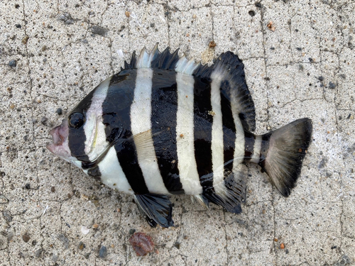 サンバソウの釣果