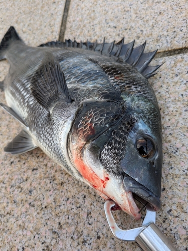 クロダイの釣果