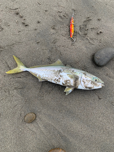 ショゴの釣果