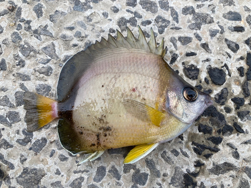 シラコダイの釣果