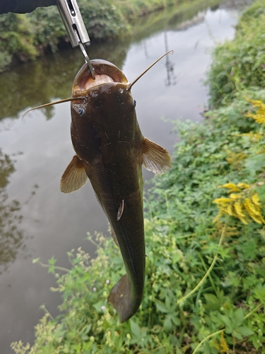 ナマズの釣果