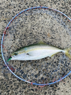 ハマチの釣果