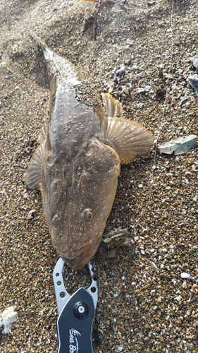 マゴチの釣果