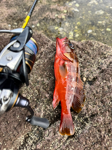 アカハタの釣果