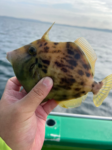 カワハギの釣果