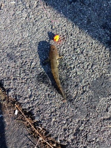 ハゼの釣果