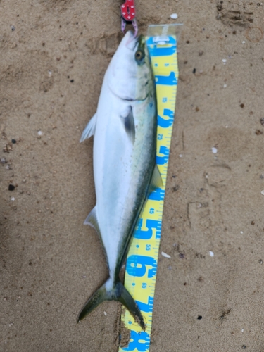 メジロの釣果