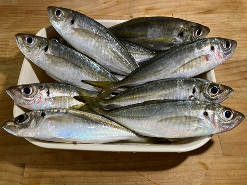 アジの釣果