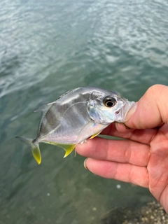 メッキの釣果