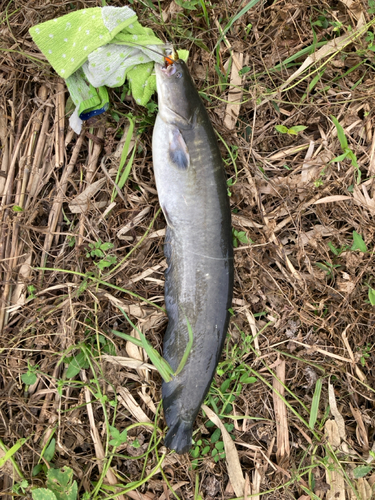 ナマズの釣果